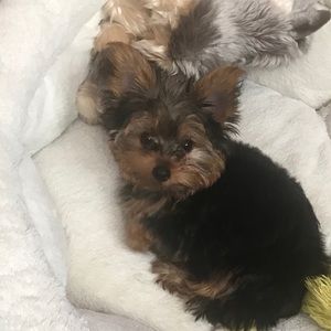 Meet your Posher, Jordan